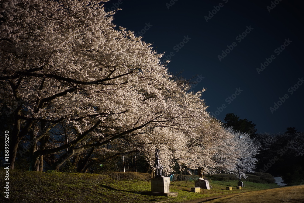 夜桜並木