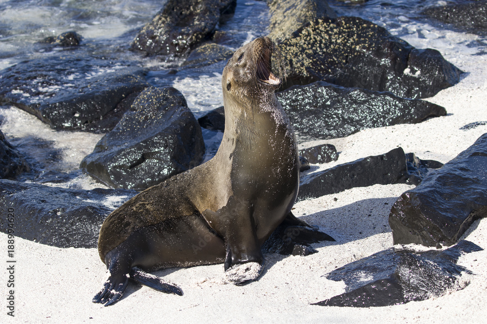 Fototapeta premium Sealion barking