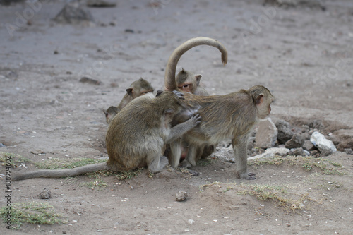 Family Monkey lousing each other  helping  grooming  finding flea  tick  symbol of animal wildlife caring  wallpaper