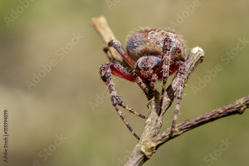 Image of Araneus hamiltoni spider(Hamilton's Orb Weaver) on dry branches. Insect Animal photo