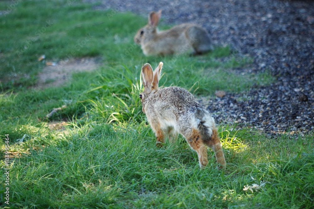 Obraz premium Rabbits