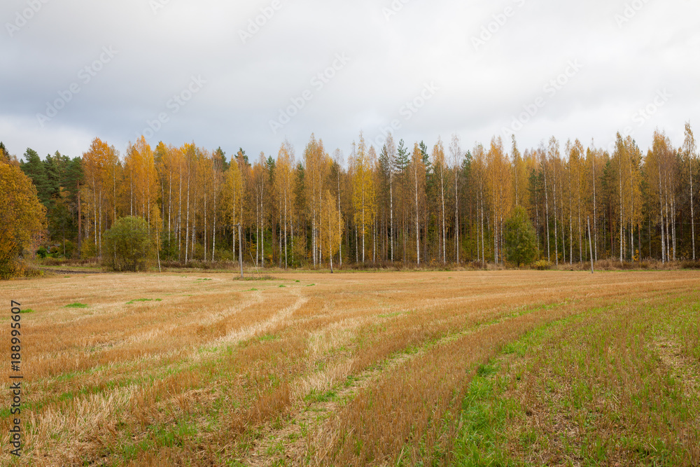 Autumn landscape harvested crop and trees Autumn landscape harvested crop and trees