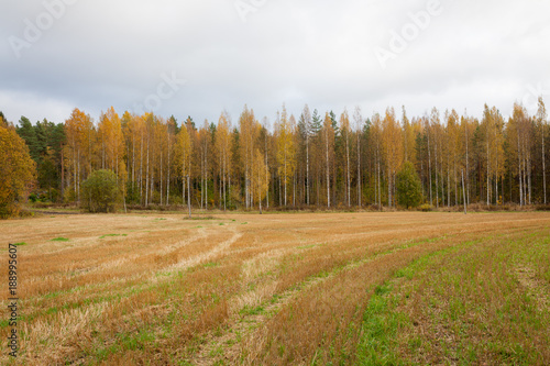 Autumn landscape harvested crop and trees