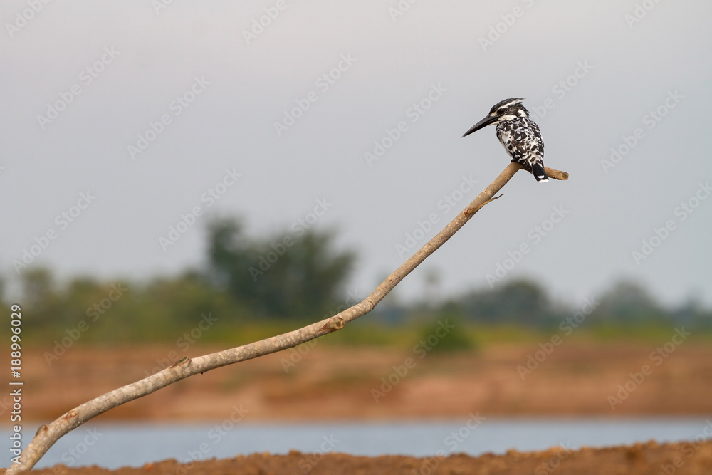 Pied Kingfisher perched on a branch Pied Kingfisher perched on a branch
