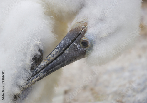 Bluefooted Booby Chick  photo
