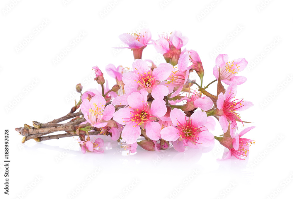 Pink Cherry blossom flowers white background