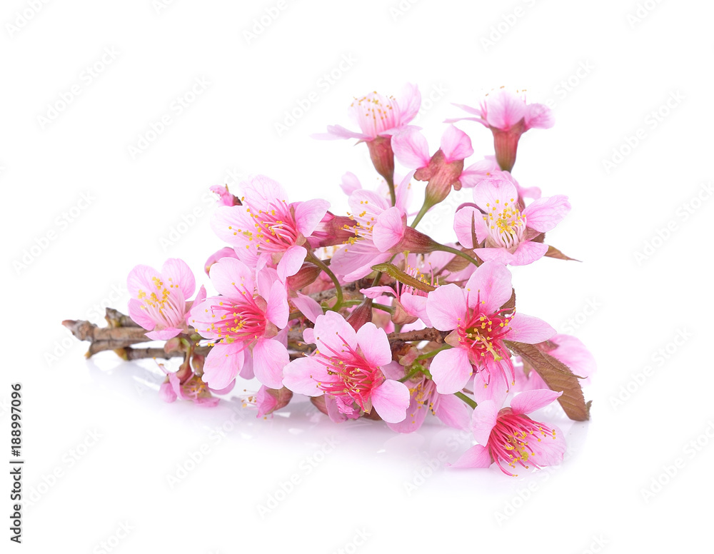 Pink Cherry blossom flowers white background