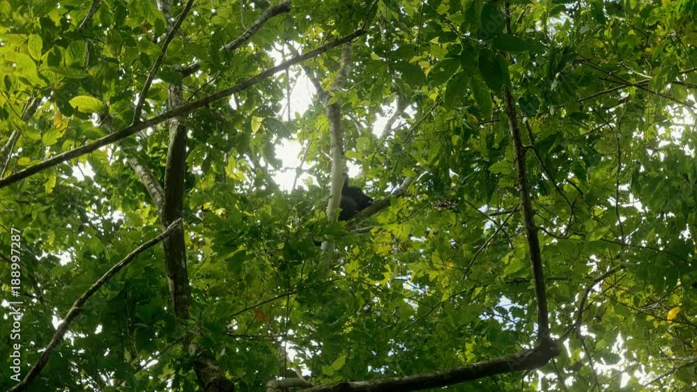 Howler Monkey Sitting On A Tree, Costa Rica Howler Monkey Sitting On A Tree, Costa Rica