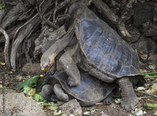 Not so Lonesome George - Giant Tortoises Mating