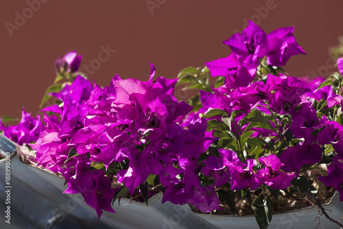 Bougainvillea