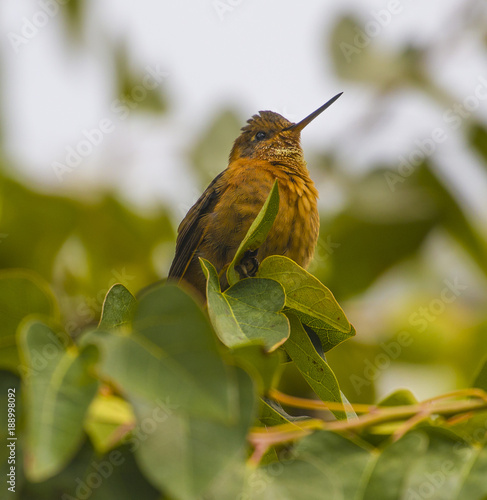 Hummingbird, Ecuador