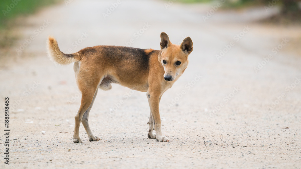 domestic thai dog domestic thai dog