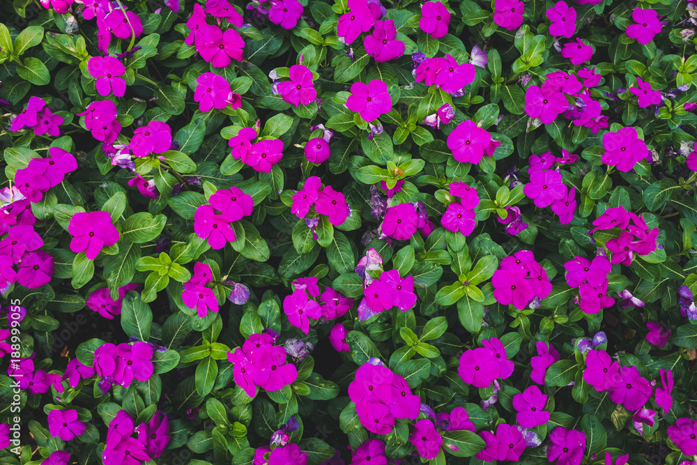 Pink petunia flowers and green leafs.