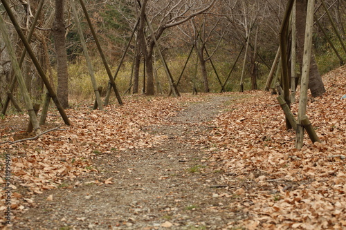 Wallpaper Mural 冬の道 Torontodigital.ca