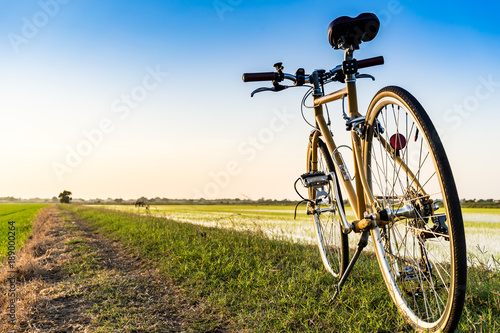A yellow bicycle in the rice filed at the time of beautiful sunset.