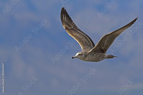 Bird sea gull flying at the Salton Sea