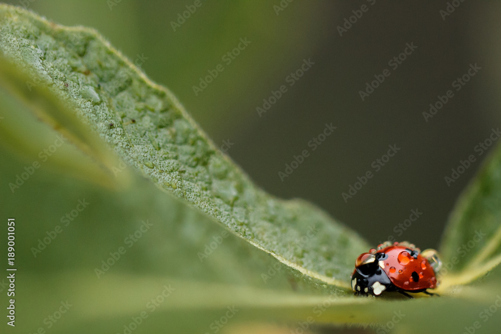 Fototapeta premium Ladybug in spring covered in water droplets