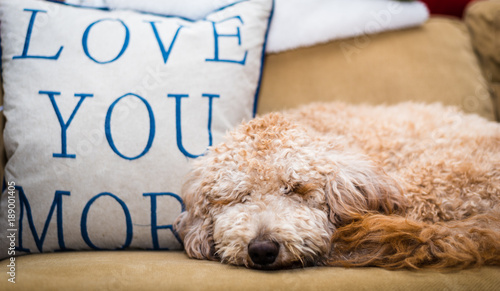 Goldendoodle puppy laying on sofa with a Love You More pillow
