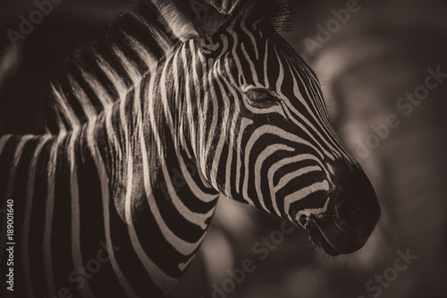 Fototapeta Naklejka Na Ścianę i Meble -  Portrait of a zebra