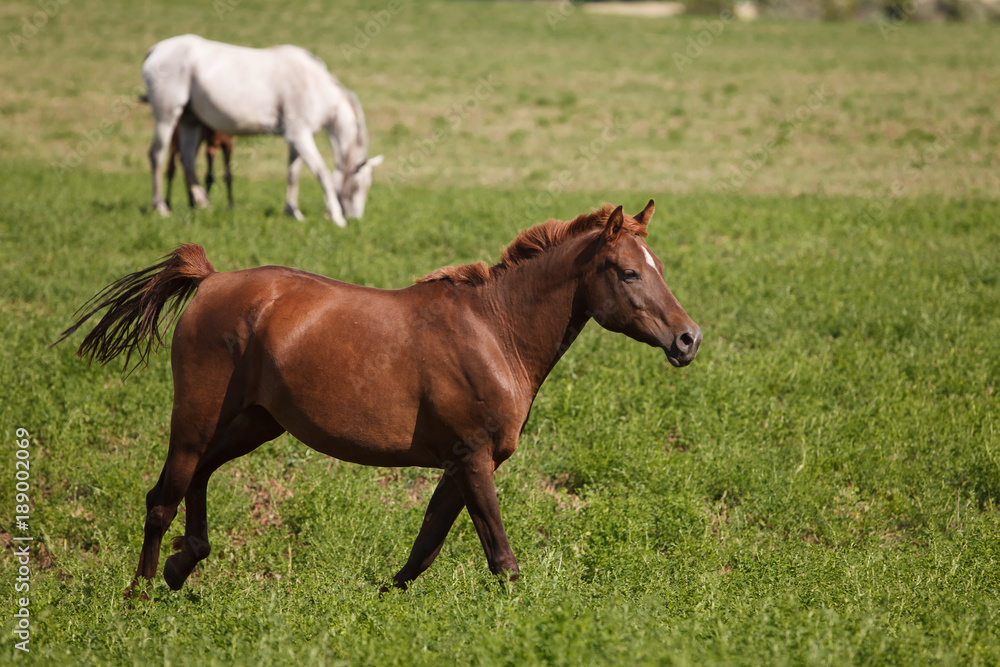 Horses on a green field