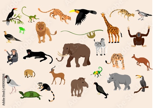 Big set of exotic animals and birds living in savannah  tropical forest   jungle isolated on white  background. Collection of cute cartoon characters.  vector illustration.