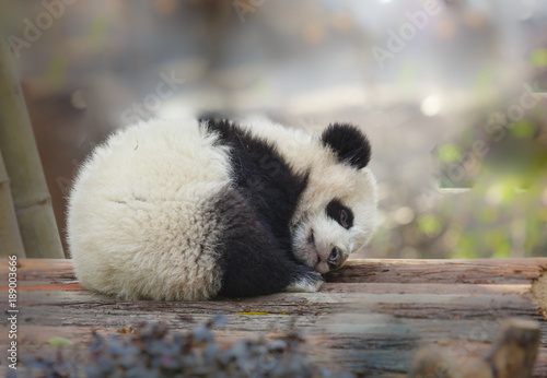 A baby panda lies sleeping