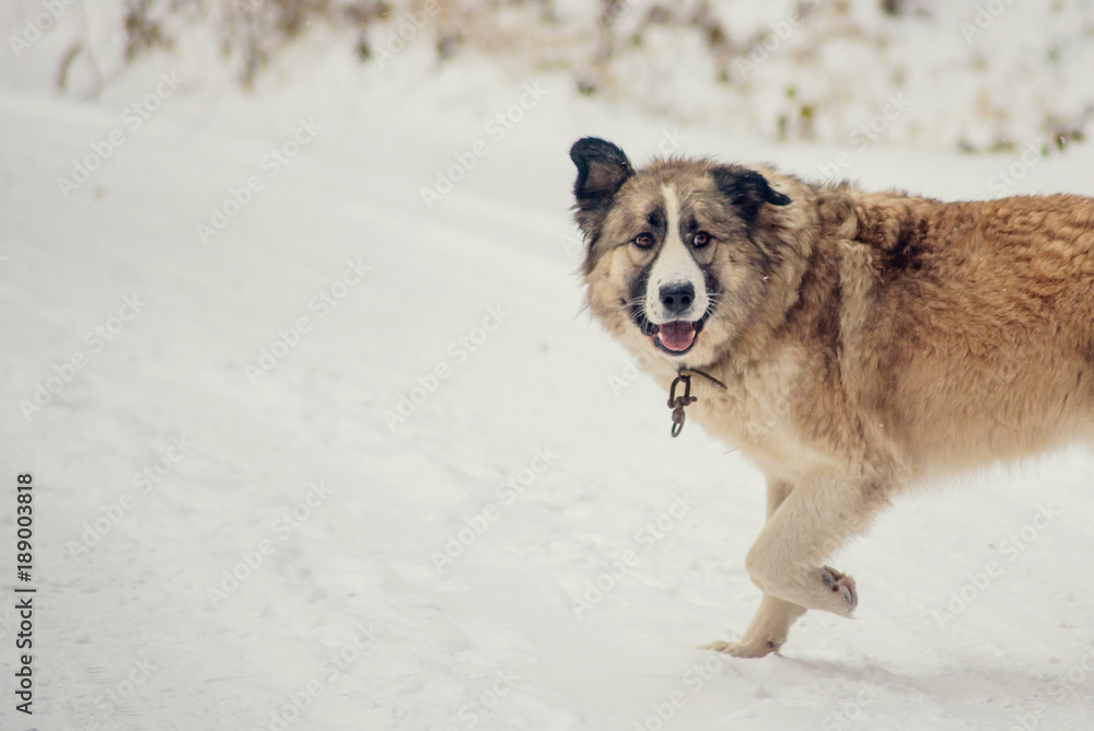 German Shepherd Dog running with stick in mouth down snow covered trail in woods German Shepherd Dog running with stick in mouth down snow covered trail in woods