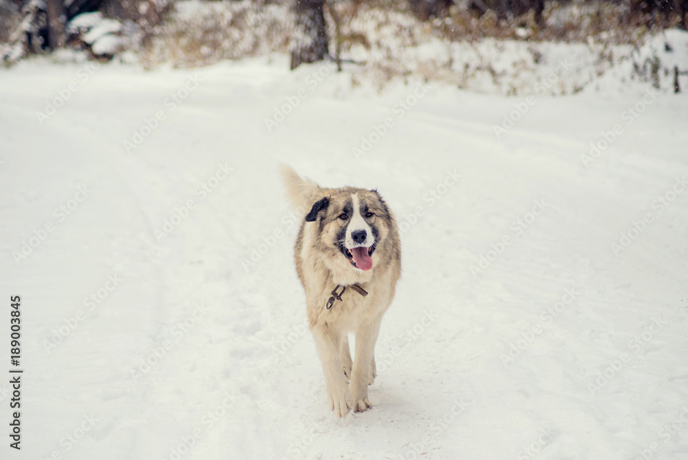 Naklejka premium German Shepherd Dog running with stick in mouth down snow covered trail in woods