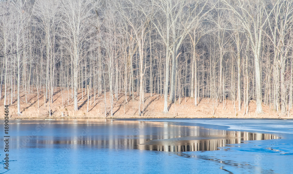 Fototapeta premium Frozen Radnor lake