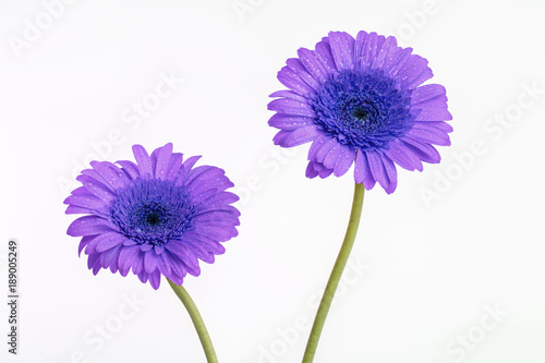 Purple Gerber flowers with long green stems