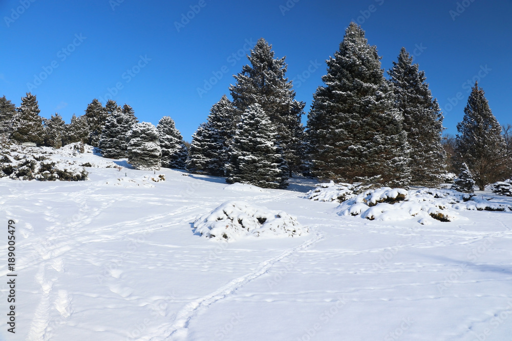 Beautiful winter nature background. Winter sunny day landscape with clear blue sky over spruces in a park and footprints on a fresh snow cover on a foreground.