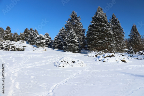 Beautiful winter nature background. Winter sunny day landscape with clear blue sky over spruces in a park and footprints on a fresh snow cover on a foreground.