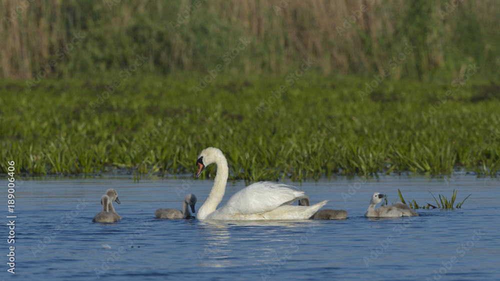 Mute Swan (Cygnus olor)