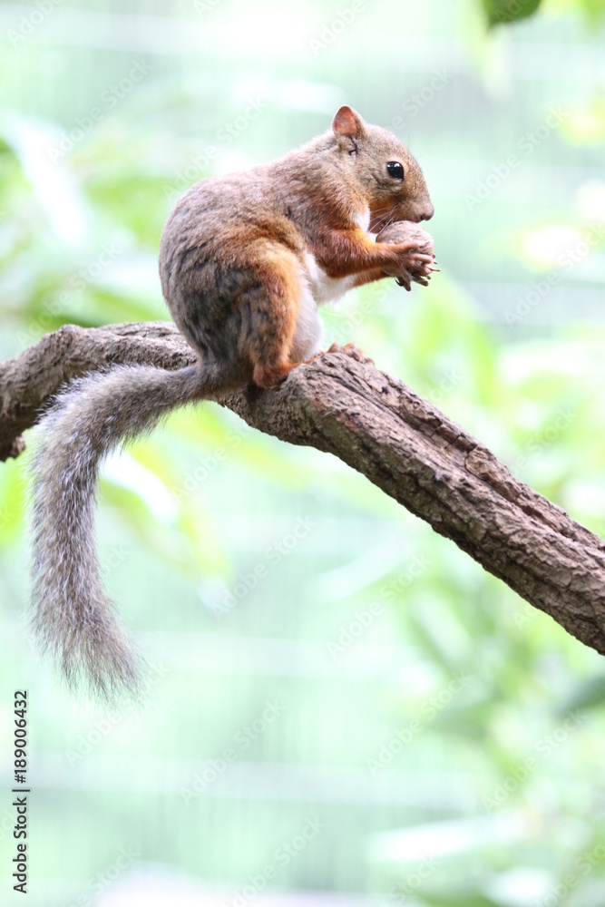 Squirrel in a park Squirrel in a park