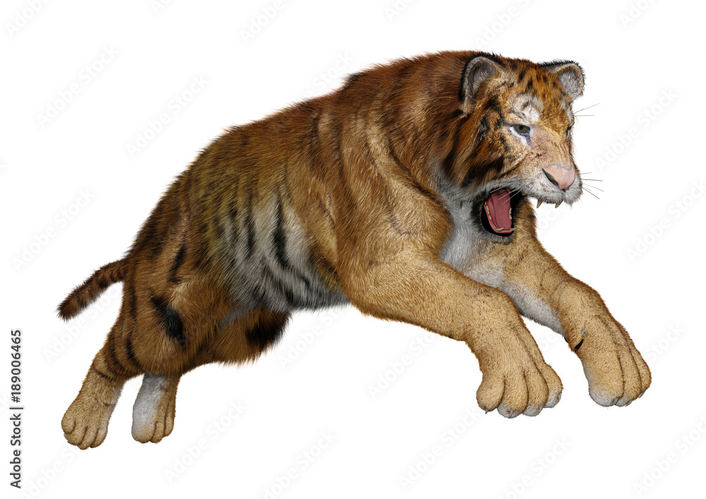 Obraz premium 3D Rendering Big Cat Tiger on White