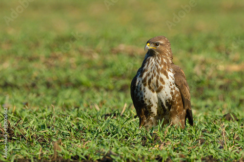 Common Buzzard (Buteo buteo) on Green Grass