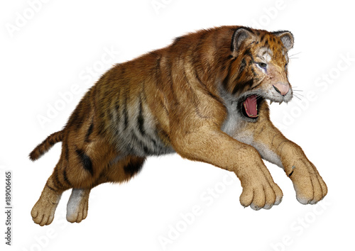 Fototapeta Naklejka Na Ścianę i Meble -  3D Rendering Big Cat Tiger on White