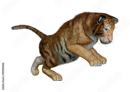 Fototapeta Naklejka Na Ścianę i Meble -  3D Rendering Big Cat Tiger on White