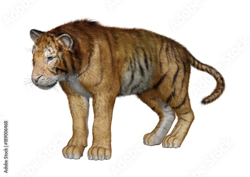 Fototapeta Naklejka Na Ścianę i Meble -  3D Rendering Big Cat Tiger on White