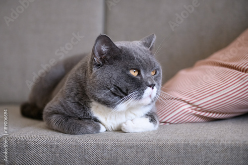 The grey cat sleeps on the couch