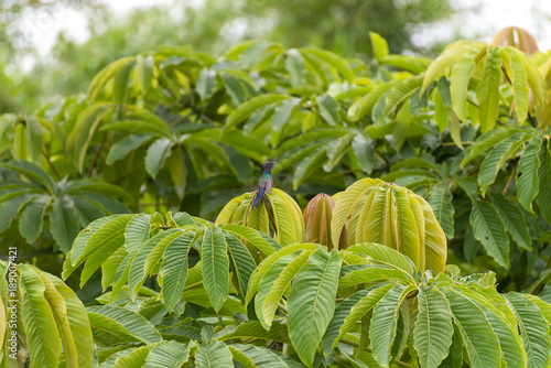 humming bird perched on a tree leave photo