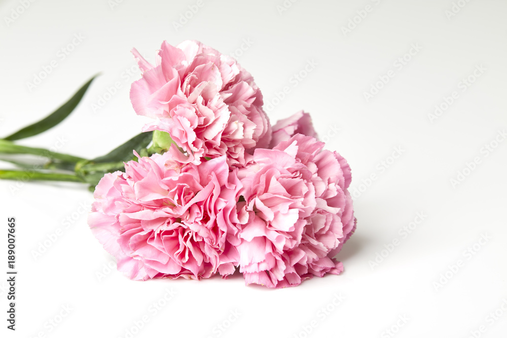 carnations flower for Mother's day carnations flower for Mother's day