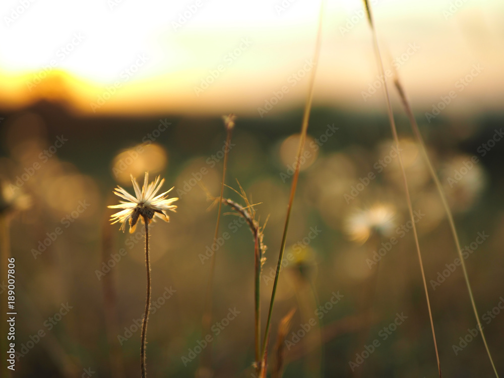 Nature grass flower in sunset,Shallow depth of field.
