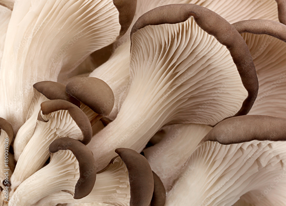 Oyster mushroom background Stock Photo | Adobe Stock