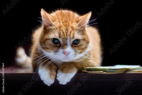 Fototapeta Naklejka Na Ścianę i Meble -  red cat on a black background macro and a bundle of money