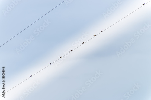 Silhouette of swallows perched on power line