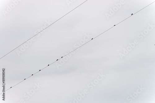 Silhouette of swallows perched on power line
