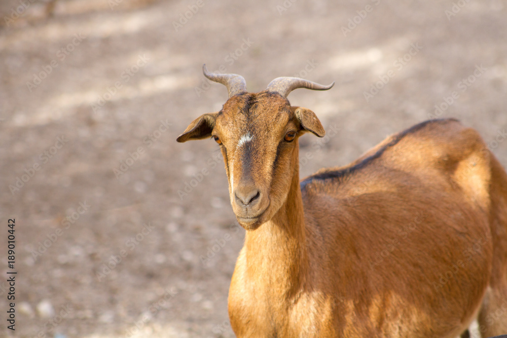 chèvre