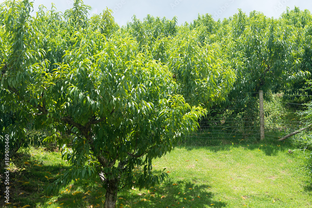 Several peach tree plantation  with no fruits
