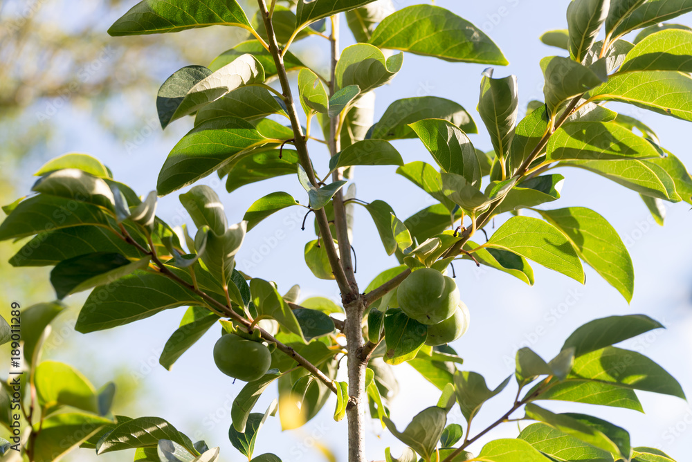 Diospyros kaki also called persimmon is a fruit Diospyros kaki also called persimmon is a fruit